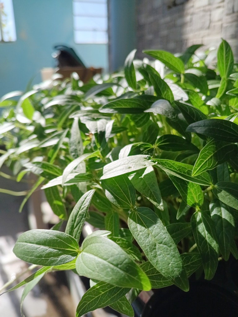 Fresh Hasi-ro Microgreens